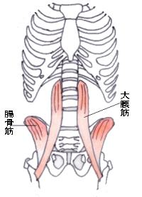 腸骨筋と大腰筋－体の奥にある深部筋群で大腰筋と腸骨筋です。