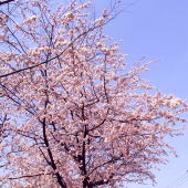 一番早く咲く桜