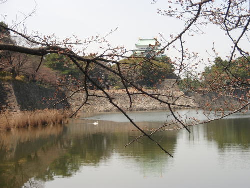 名古屋城のお堀です。石垣の下の枯れ草の茂みにコブハクチョウの巣があります。