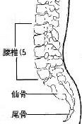 脊椎/腰椎5、仙骨、尾骨